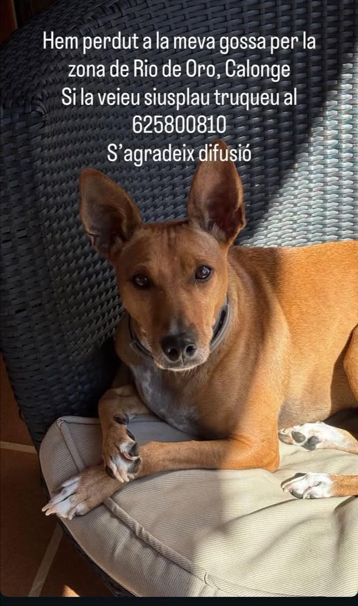 🆘🆘¡¡ATENCIÓN!!🆘🆘
KORA se ha perdido por la zona del Rio de Oro en #Calonge  #Girona
Si la veis contactar:
📞 625 800 810
Máxima difusión
📣📣📣
#xarxagironaperduts
#FemXarxa