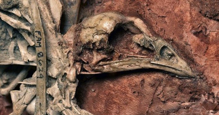 Daniel Ksepka tweet media