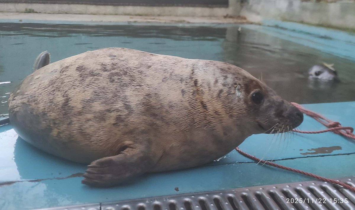 Praca szuka człowieka. Szukamy osoby, która będzie zajmować się opieką nad fokami w Stacja Morska im. Profesora Krzysztofa Skóry UG Tutaj znajdziecie ogłoszenie i szczegóły oferty hel.ug.edu.pl/2025/11/27/ogl… 👈
Na zgłoszenia drogą email lub pocztą czekamy do 15 grudnia ☑️