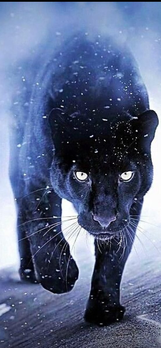 Happy Thanksgiving from our Family to Yours!!! Go Panthers!!!