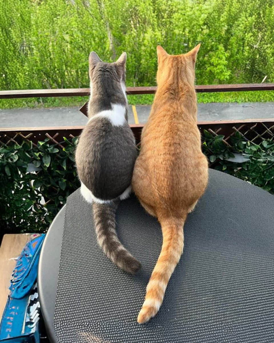 HSGNiagara's tweet photo. Double the love π These two best friends found a forever home together through HSGN.
This holiday season, consider seniors, bonded pairs & pets who need extra TLC. πΎ
Adopt today: https://t.co/CQg4mizQa7
#AdoptDontShop #HSGN https://t.co/ttzITjRrGN
