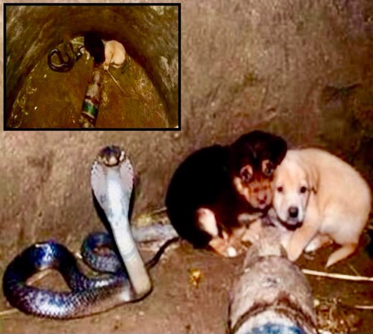 Puppieslover's tweet image. True story from India, 2013:  
Two puppies fell 50 ft into a village well.  
A massive king cobra was down there with them for 48 hours…  
and instead of attacking, it coiled up and protected them and kept them away from the deep water side.  
Rescuers came, snake moved aside…