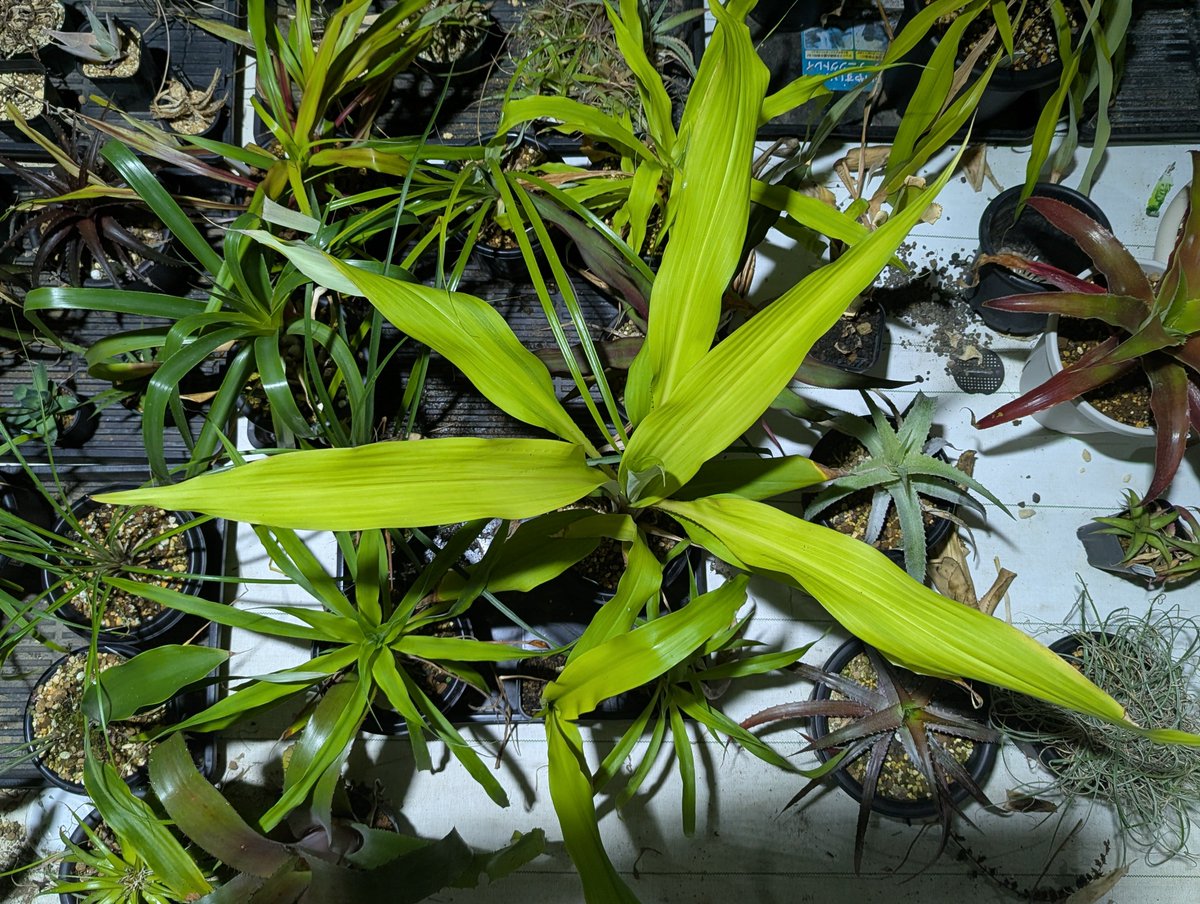 x+y)! (@tillandsia125) / Posts / X