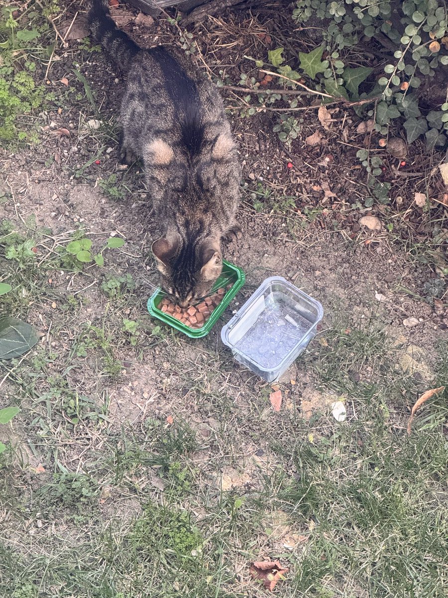 selinyldrm811's tweet image. Biri elinden mama düşürmüş 😱🙄
Biz tanımıyoruz 😏 

#sokakhayvanlarısahipsizdeğildir 
#sokakhayvanlari #sokakköpekleri #sokakhayvanlarısahipsizdeğildir