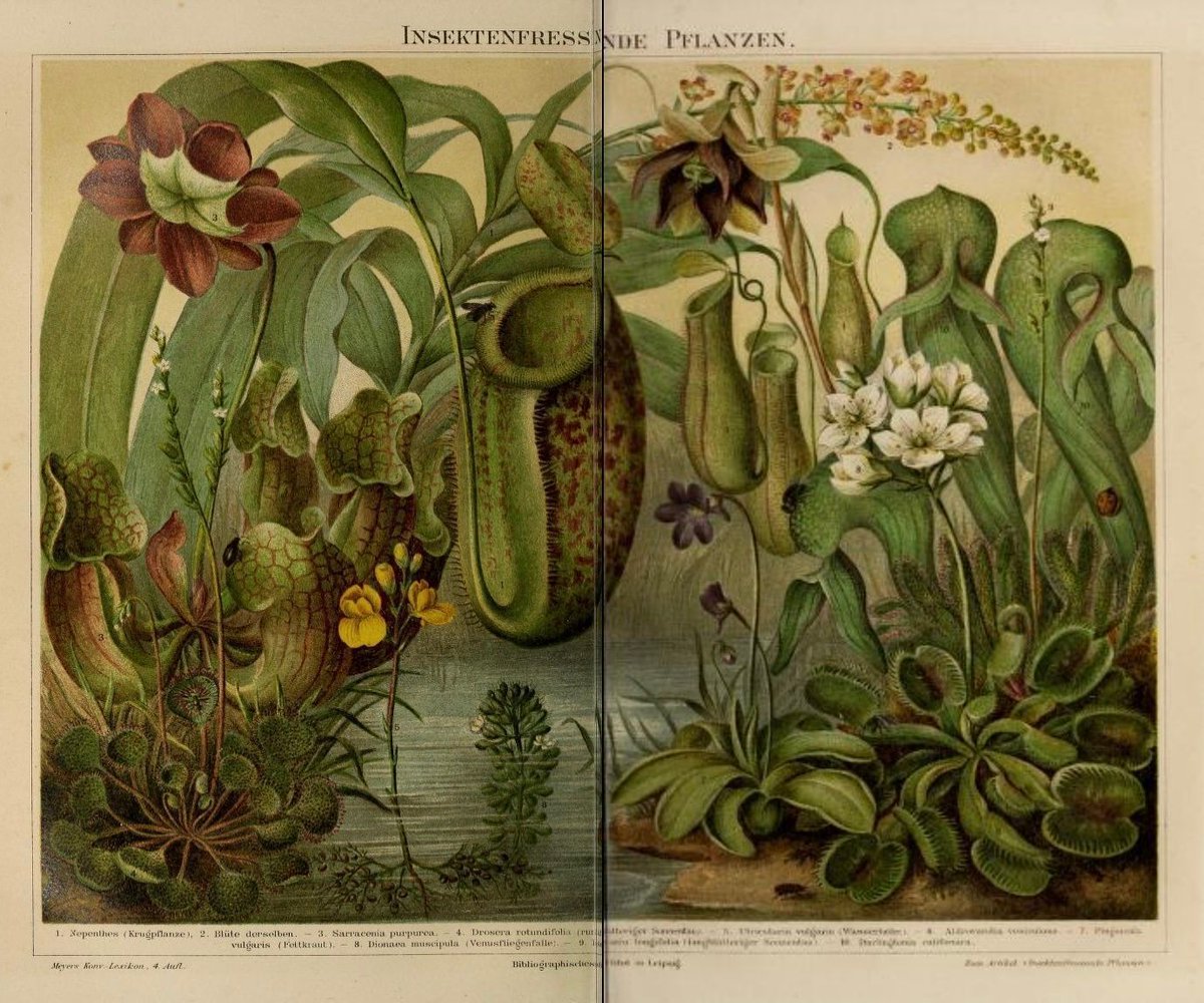 BioDivLibrary's tweet image. Carnivorous plants obtain nutrients from animals or protozoans, which they trap &amp;amp; digest. This #SciArt of &quot;insektenfressnde pflanzen&quot; (&quot;insectivorous plants&quot;) is from &quot;Meyers Konversations-Lexikon&quot;, v. 8 (1890). Contributed to #BHLib by @uoftlibraries: biodiversitylibrary.org/page/55161008 🧪