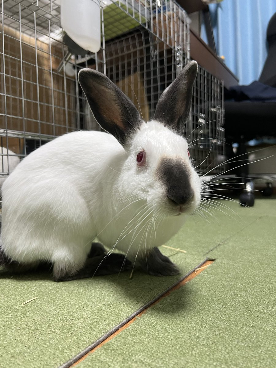 ボクです！
#うさぎ
#ヒマラヤン
#ヒマ日記　523日目