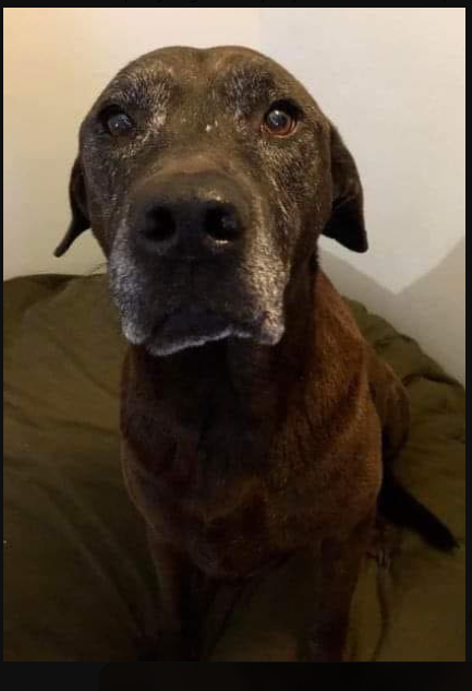 I got my dog when I was just 19 years old and a single mother of 1.
I kept my dog.
I kept my dog even though I moved into an apartment and had to pay a $500 pet fee.
I kept my dog when my boyfriend and I broke up and he kept the apartment even though my new place didn't allow