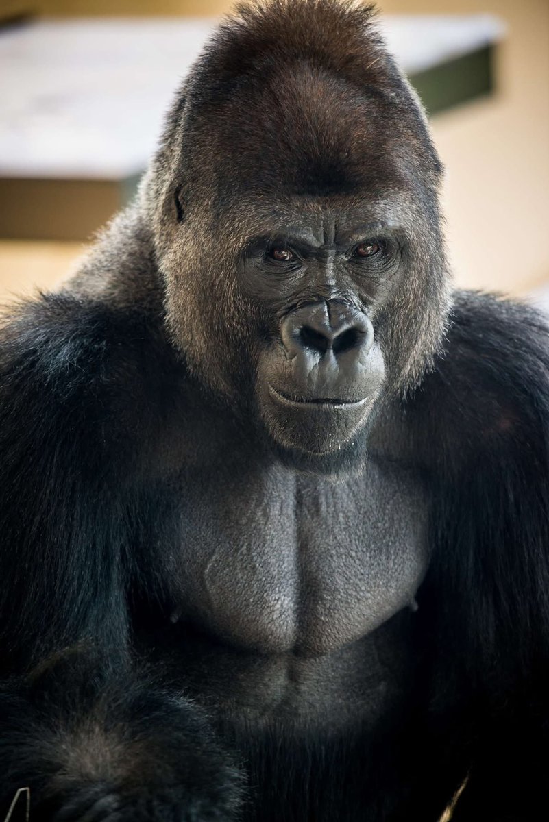 Tim Morrow tweet media