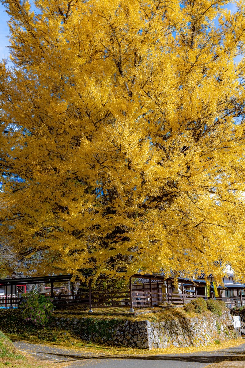 黄色に輝く樹齢1200年の大銀杏