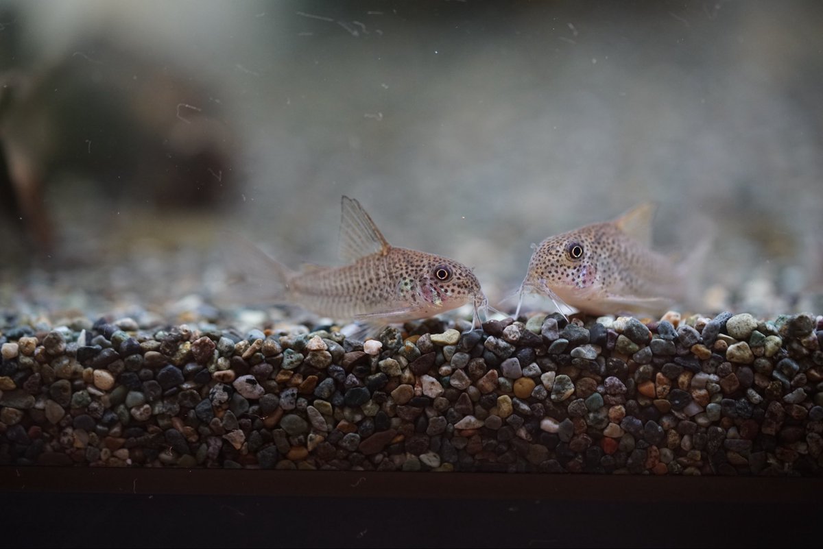 GreenNote777's tweet image. なんと今週も2便ほど熱帯魚が入荷します。
先週入荷のお魚も落ち着いて良い感じです！
アグラオネマの生産品もそろそろ載せなきゃと思いながら重い腰が上がりませんが頑張ってアップする所存です。
もし宜しければご覧くださいませ。
green-note.info/category/newar…