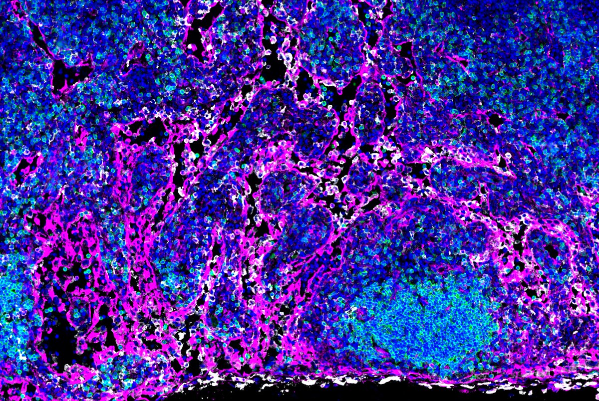 Petrova Lab – Vascular and Tumor Biology tweet media