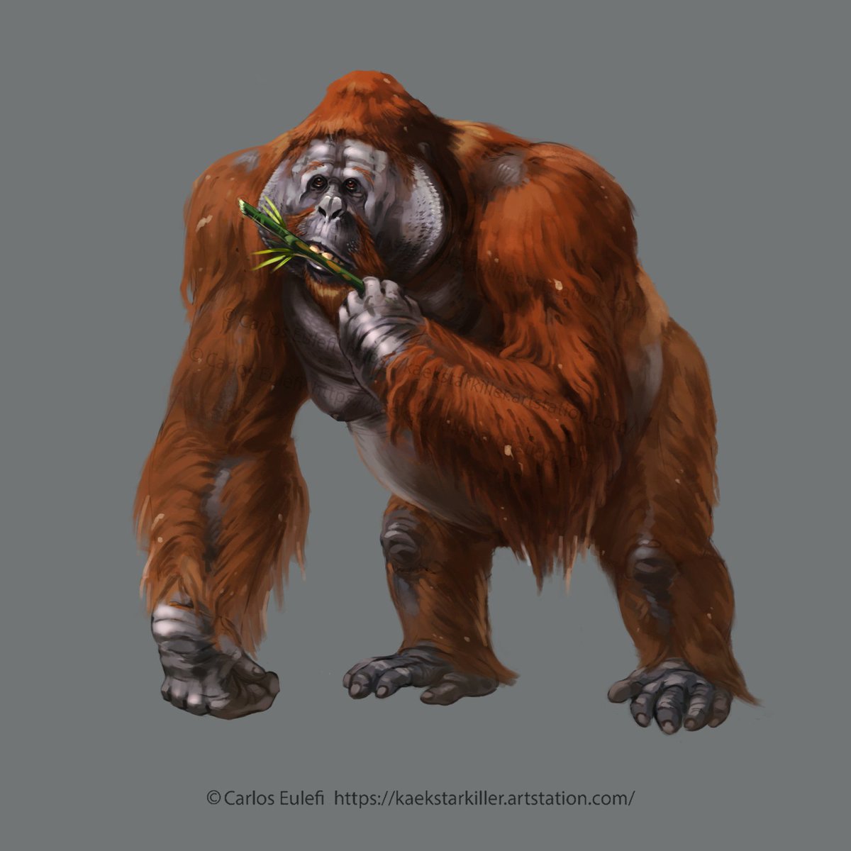Kaek_art's tweet image. Some Gigantopithecus, normal, barbarian and magic user, Clip Studio Paint 🖌️ #gigantopithecus #characterdesign #paleo