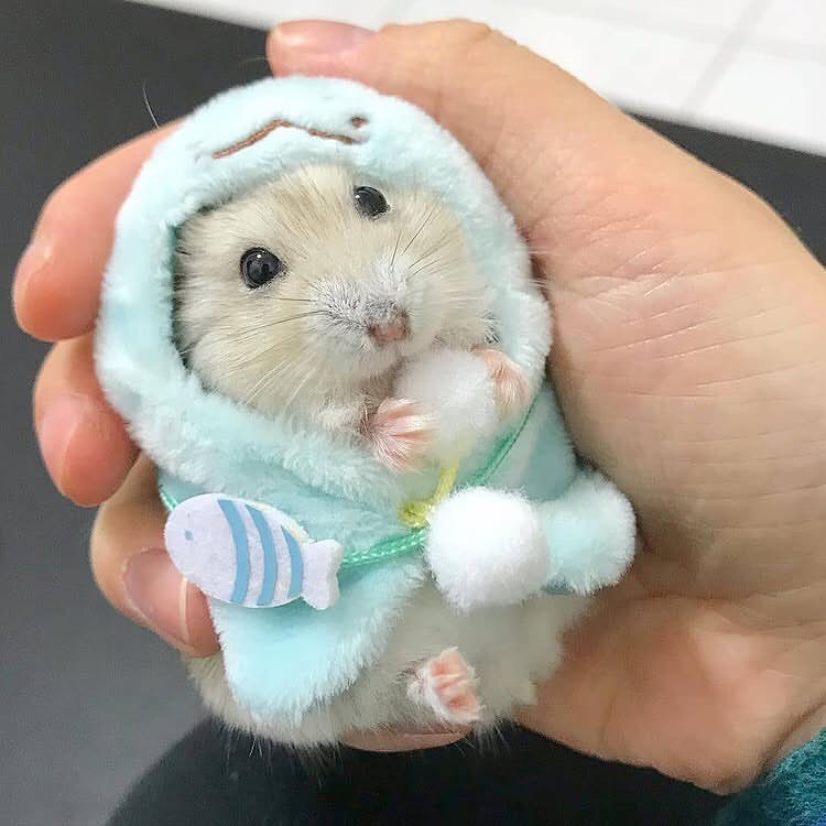 TweetsOfHamster's tweet photo. https://t.co/Tb0MJcxH3w