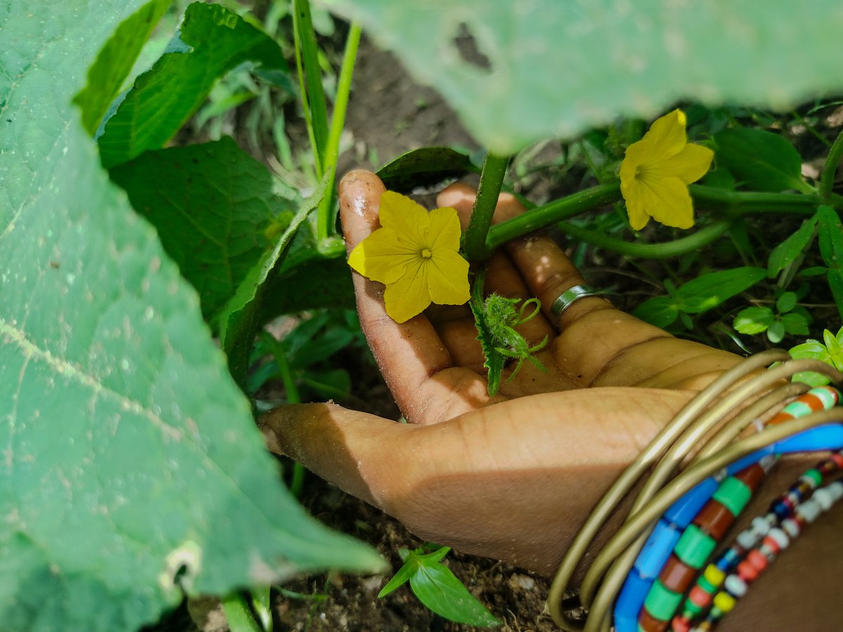 madam_suzie_'s tweet image. Hello @directorpink_ 💗 ,I&apos;m a young female farmer that started my self-financed small-scale commercial farm about a year ago and since then I&apos;ve expanded a bit into more vegetable crops but now it&apos;s the dry season again and I need to set up a good irrigation system to enable my…