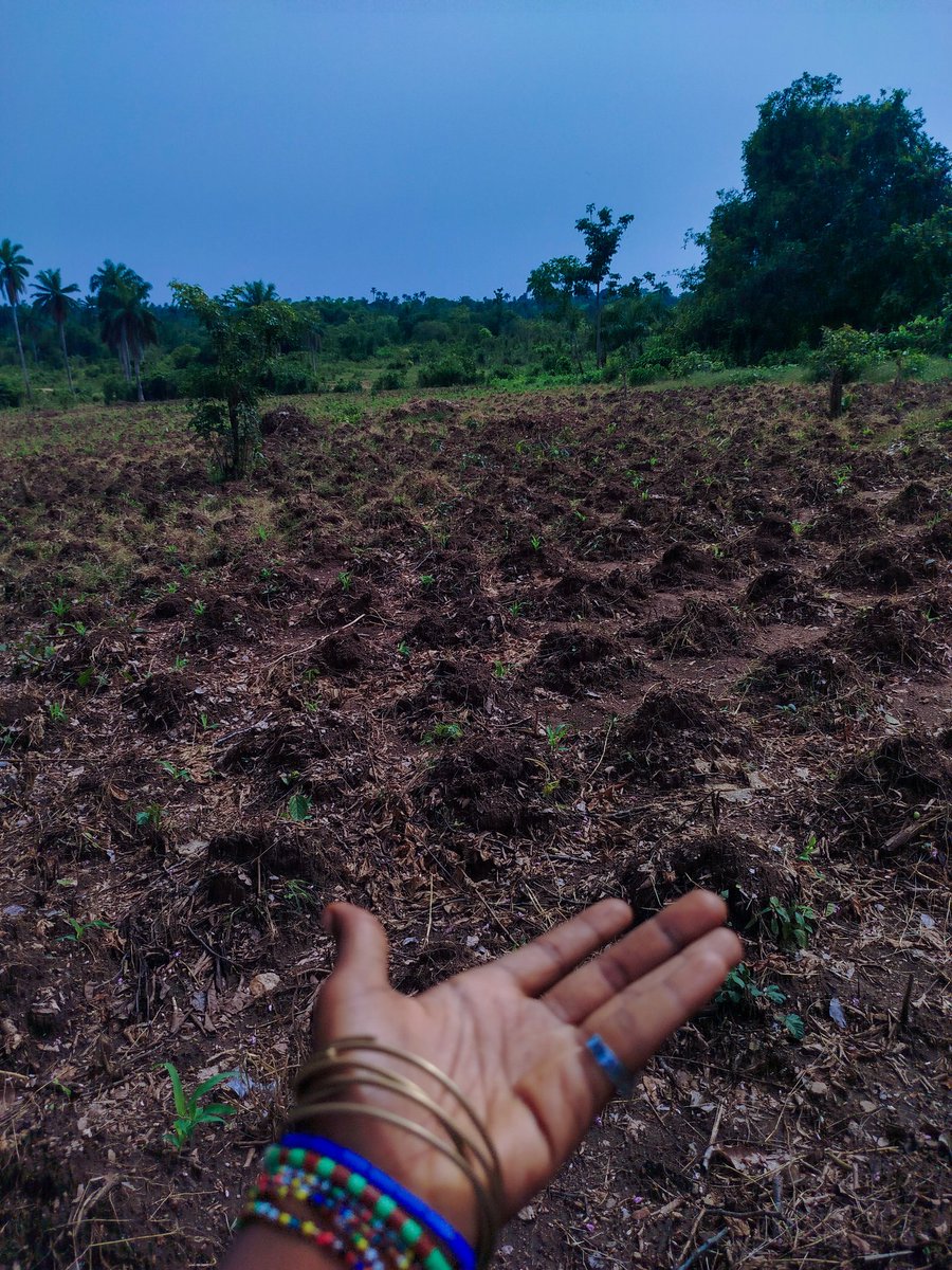 madam_suzie_'s tweet image. Hello @directorpink_ 💗 ,I&apos;m a young female farmer that started my self-financed small-scale commercial farm about a year ago and since then I&apos;ve expanded a bit into more vegetable crops but now it&apos;s the dry season again and I need to set up a good irrigation system to enable my…