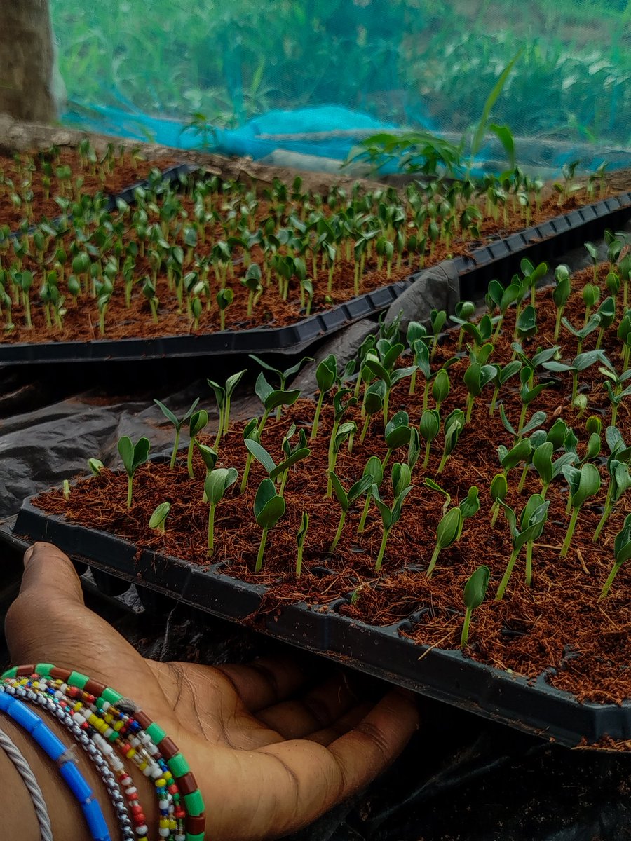 madam_suzie_'s tweet image. Hello @directorpink_ 💗 ,I&apos;m a young female farmer that started my self-financed small-scale commercial farm about a year ago and since then I&apos;ve expanded a bit into more vegetable crops but now it&apos;s the dry season again and I need to set up a good irrigation system to enable my…