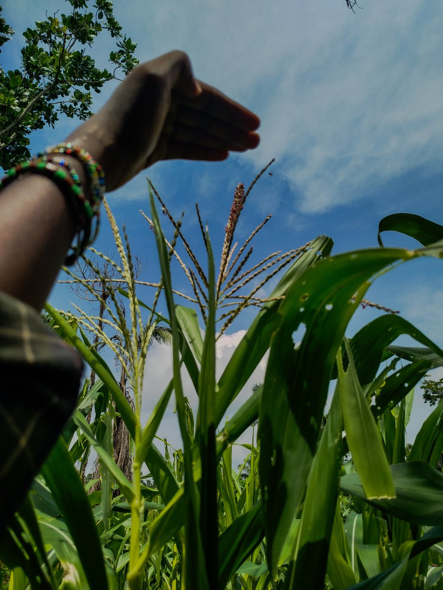 madam_suzie_'s tweet image. Hello @directorpink_ 💗 ,I&apos;m a young female farmer that started my self-financed small-scale commercial farm about a year ago and since then I&apos;ve expanded a bit into more vegetable crops but now it&apos;s the dry season again and I need to set up a good irrigation system to enable my…