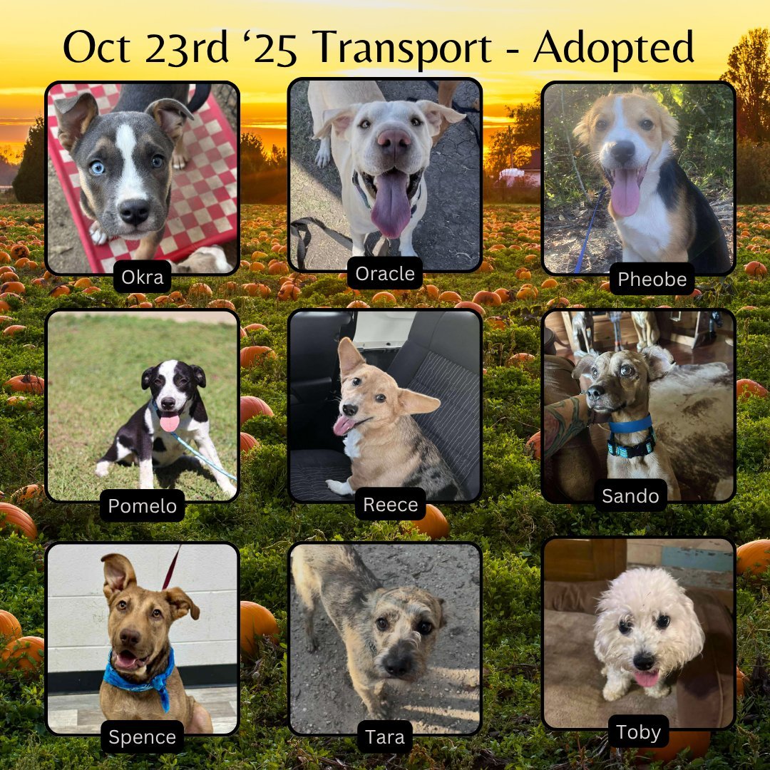 Happy thanksgiving!!! 🦃🦃🦃We  are still trying to reach our goal. Please🙏🙏🙏🙏 donate $5-$7 (go to our x page➡️ <a href="/FHDRofSETX/">Furever Homes Dog Rescue of SETX</a> and click on our website link, its safe and easy)   Lets help Jeanine  continue her mission. A day in the life for Jeanine goes like this: "if you dont