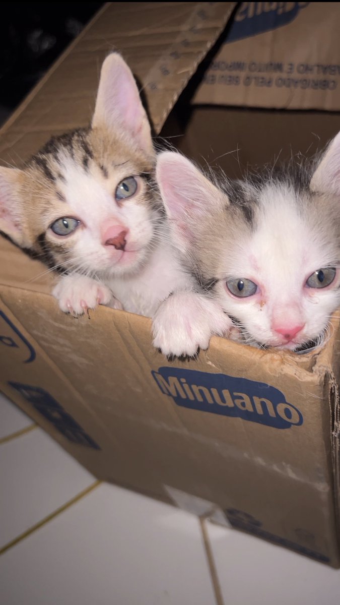 di_abrigo_davi's tweet image. Mãe e bebês chegaram ontem, vindos da cidade até o povoado.
Estamos sem ração para os gatinhos e cachorrinhos, sem areia, sem patês, sachês, precisamos de comedouros.
Esse é o contato da loja para nossos doar algo, AgroVet (75) 99906-5416
🔑dieginaramos@gmail.com
🔑142.404.268-20