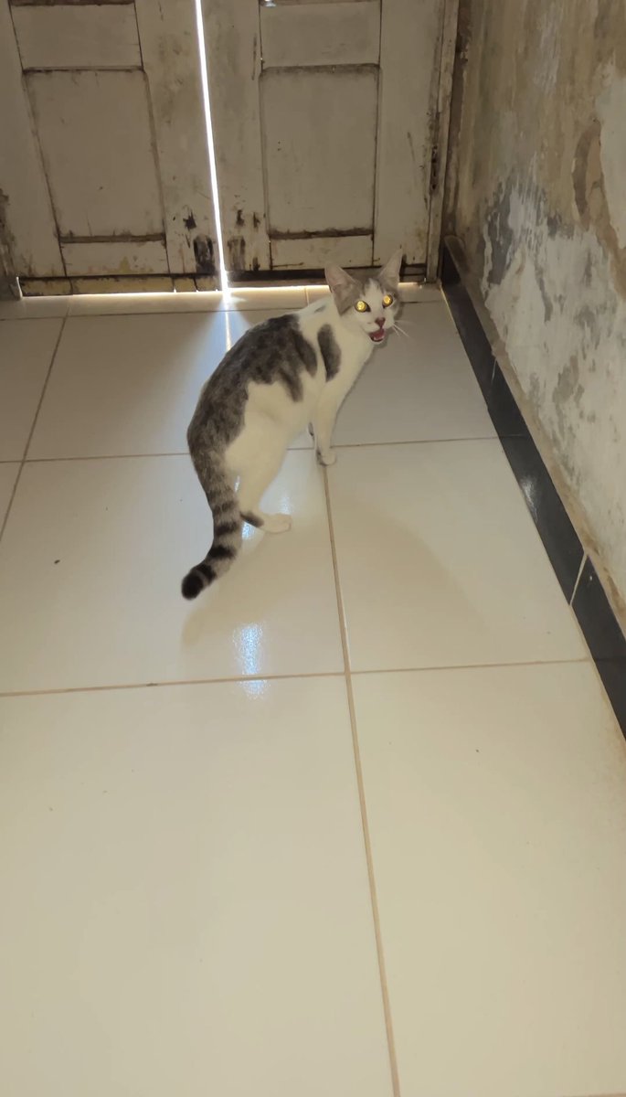 di_abrigo_davi's tweet image. Mãe e bebês chegaram ontem, vindos da cidade até o povoado.
Estamos sem ração para os gatinhos e cachorrinhos, sem areia, sem patês, sachês, precisamos de comedouros.
Esse é o contato da loja para nossos doar algo, AgroVet (75) 99906-5416
🔑dieginaramos@gmail.com
🔑142.404.268-20