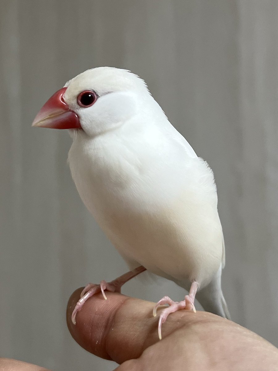 白文鳥のコッコ (@7nNxrg27PIUFCMS) / Posts / X