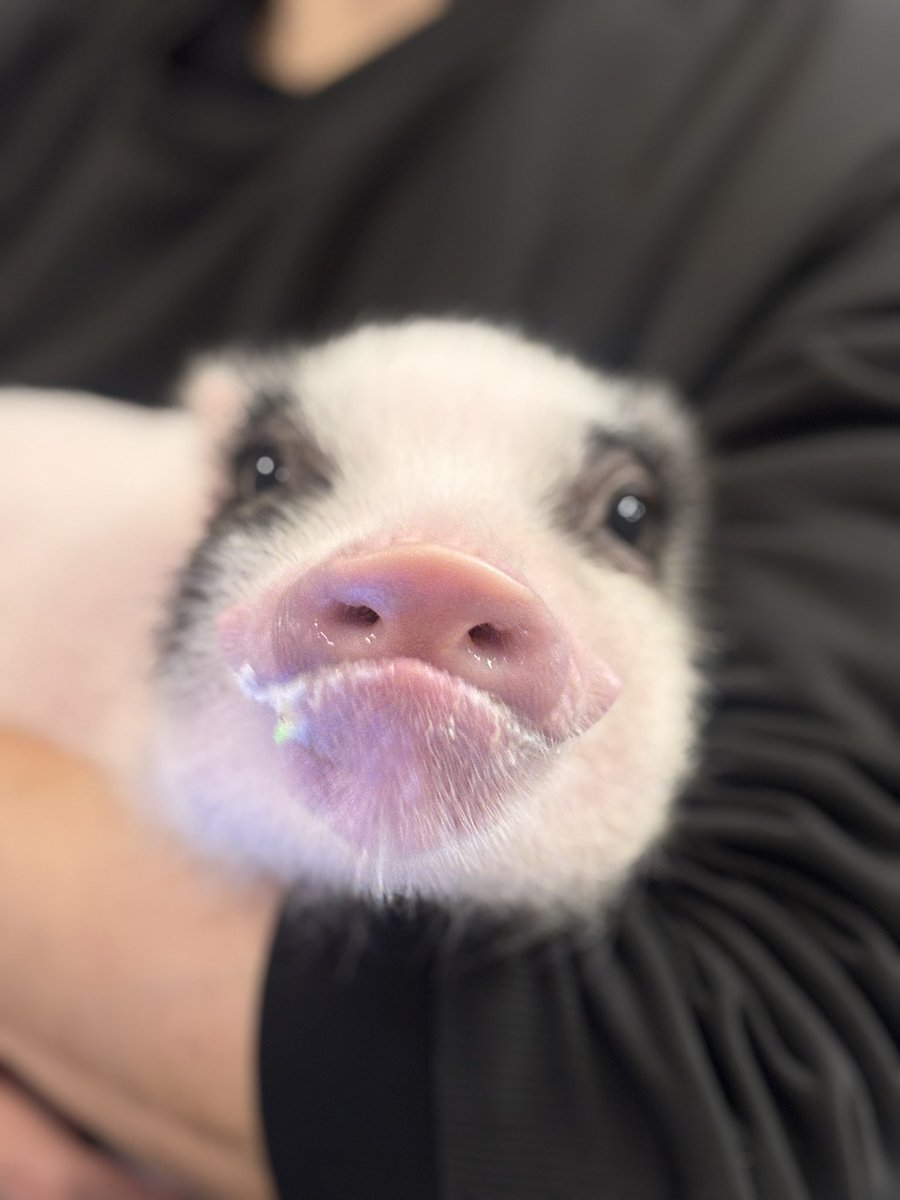 M♡ページ 天使໒꒱· ﾟですか？ #マイクロブタ #micropig #pig #piggy #pet