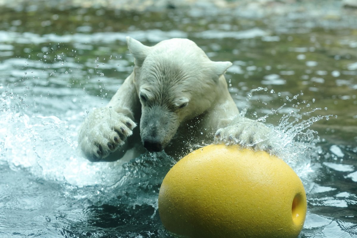 sirokuma_0005's tweet image. ボールにむかーーーーて
くぁぁぁぁぁっぁあ！！！！！！
(≧◇≦)

#ズーラシア #ホッキョクグマ #PolarBear #動物園