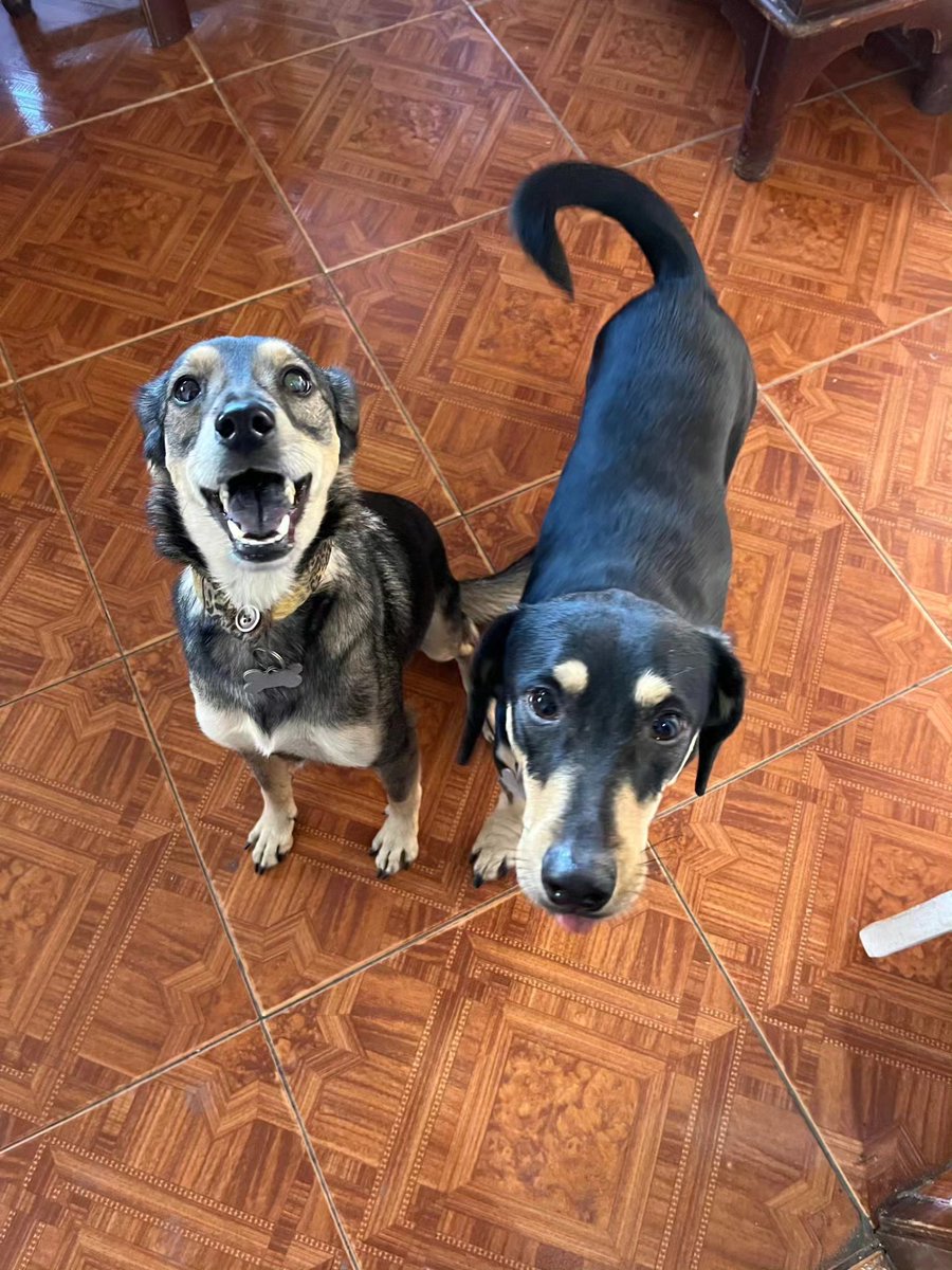 A64029345's tweet image. perritos que siguen buscando padrinos para sus gastos de Noviembre...
Una vez más debemos a la pensión el mes de 11 + la comida.📷 #Zelle 📷 y #PayPal 
Fundacion Diario Adopta
*donate@diarioadopta.org*
con la nota: #BunnyArdilla
En Venezuela 
PM
B(0134)
0414-1192737
J406102032