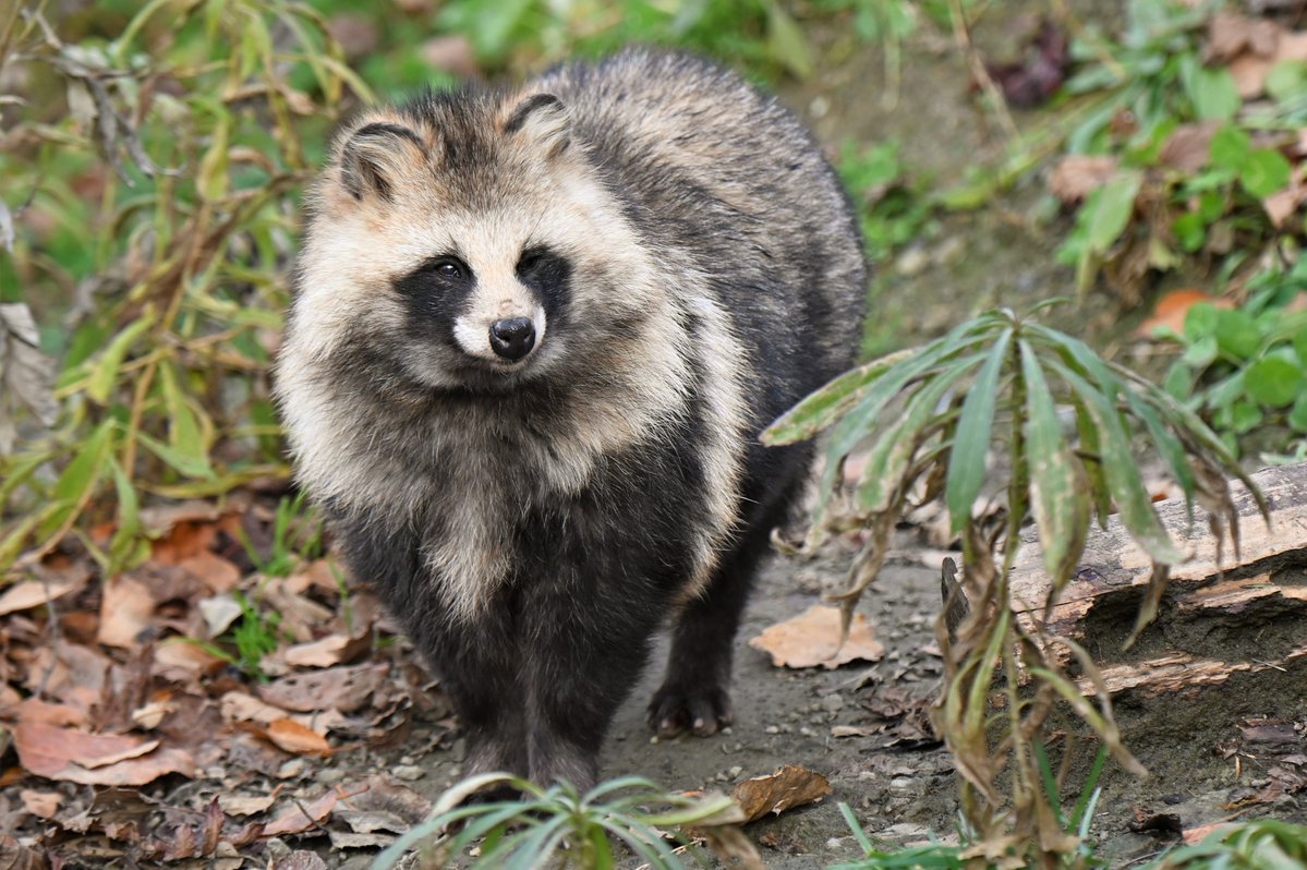 vanity_temple's tweet image. ナイスたぬき