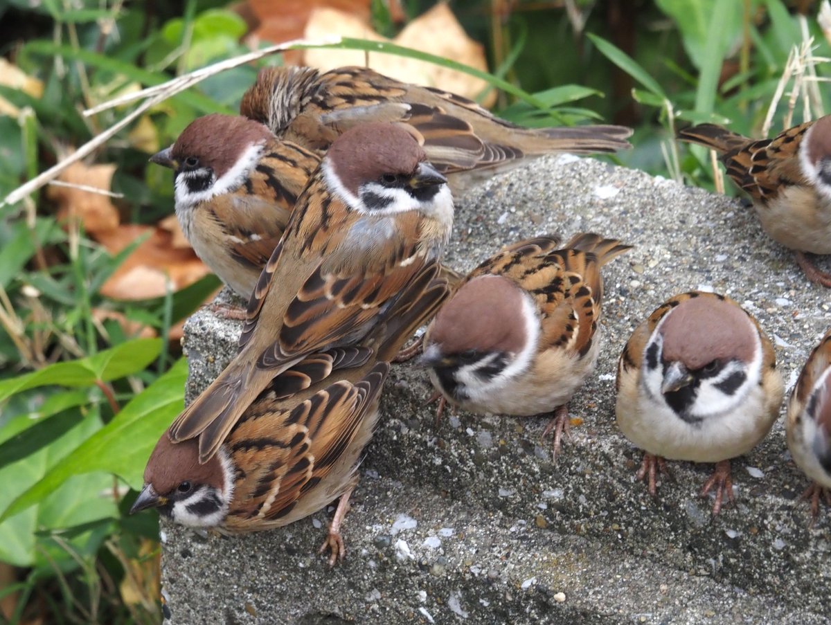 ちゅんちゅん (@chunchu0803) / Posts / X