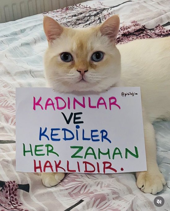 elfg1ul's tweet image. haklı
#kedi #perşembe