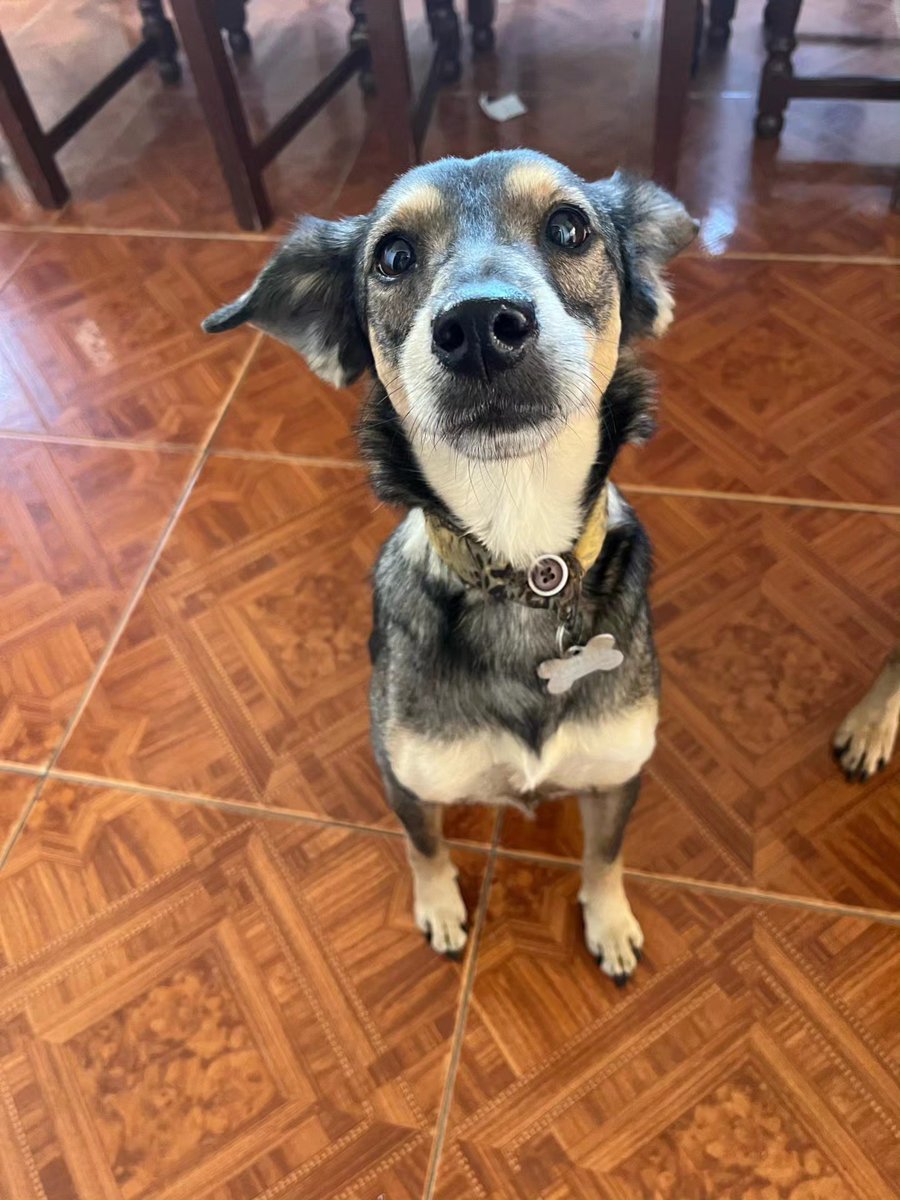 A64029345's tweet image. perritos que siguen buscando padrinos para sus gastos de Noviembre...
Una vez más debemos a la pensión el mes de 11 + la comida.📷 #Zelle 📷 y #PayPal 
Fundacion Diario Adopta
*donate@diarioadopta.org*
con la nota: #BunnyArdilla
En Venezuela 
PM
B(0134)
0414-1192737
J406102032