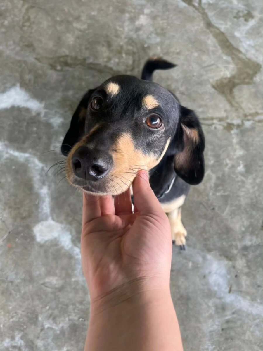 A64029345's tweet image. perritos que siguen buscando padrinos para sus gastos de Noviembre...
Una vez más debemos a la pensión el mes de 11 + la comida.📷 #Zelle 📷 y #PayPal 
Fundacion Diario Adopta
*donate@diarioadopta.org*
con la nota: #BunnyArdilla
En Venezuela 
PM
B(0134)
0414-1192737
J406102032