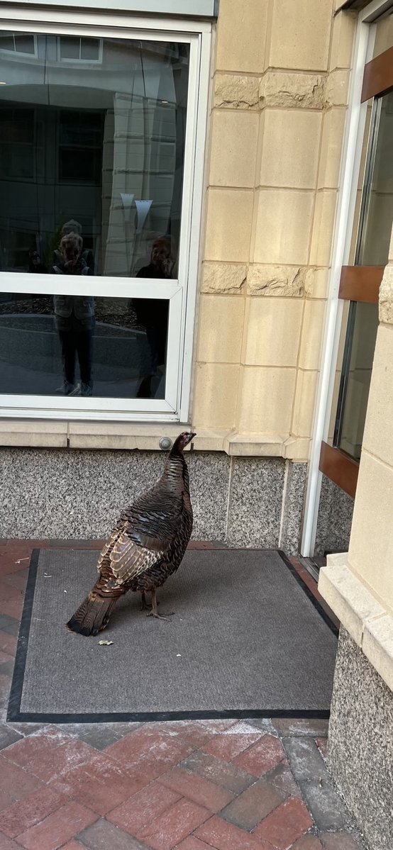 1pcornwell's tweet image. Happy Thanksgiving!

We’re having a quiet one, just a few friends dropping by…