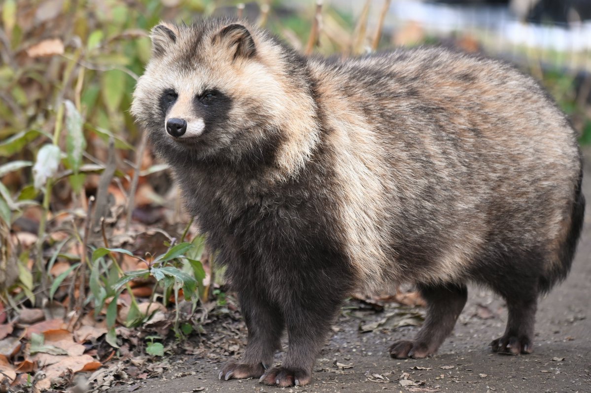 vanity_temple's tweet image. ナイスたぬき