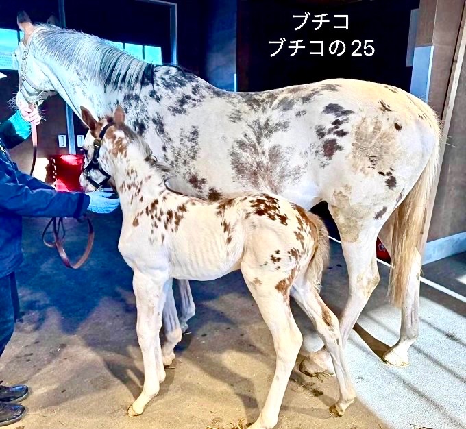 ぶちこです ブチコ