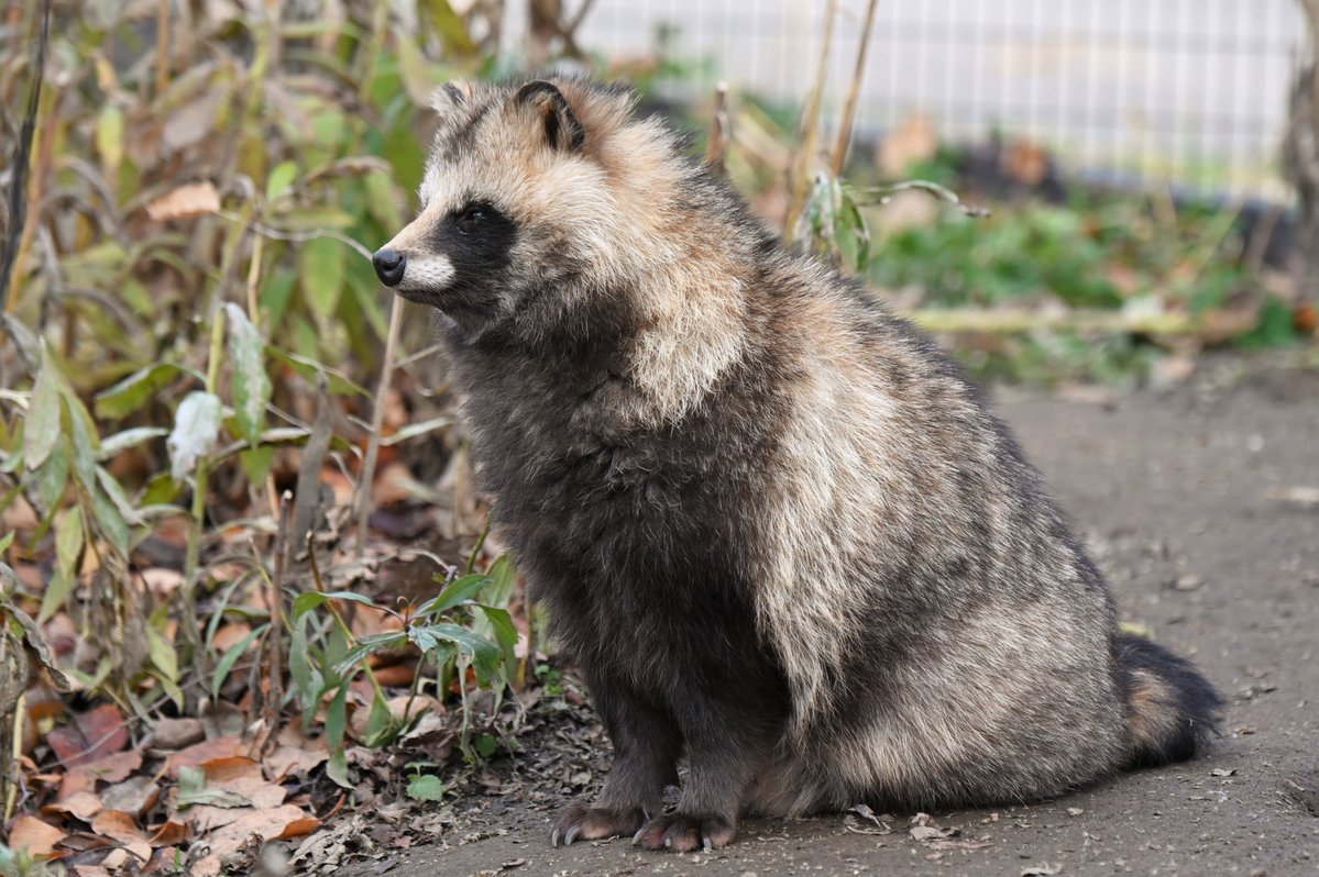 vanity_temple's tweet image. ナイスたぬき