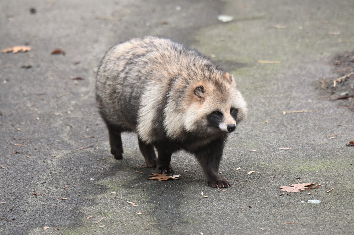 vanity_temple's tweet image. ナイスたぬき