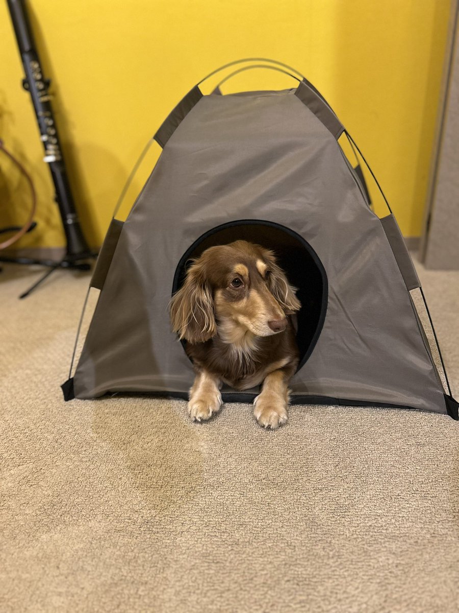 kantarodaks's tweet image. おやすみ！
 #ミニチュアダックス