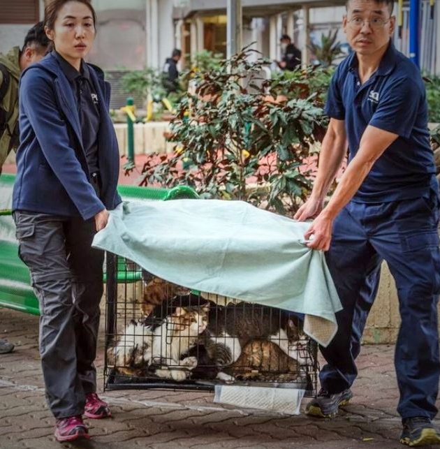 Animal welfare volunteers rescue cats from the horrific apartment building fire in Hong Kong. Today, I am grateful for people like this. Photo: Bloomberg.