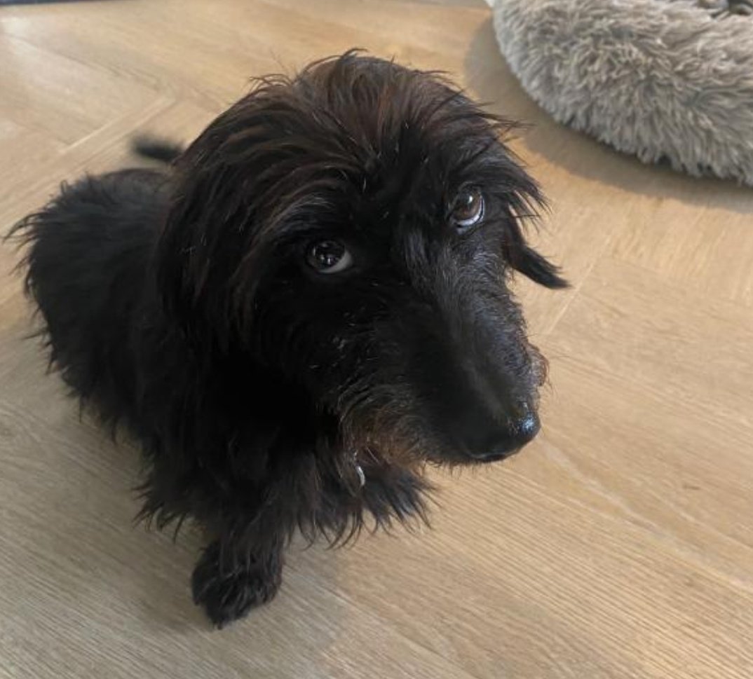 Willem van twee zoekt een thuis 
 search.app/ATgEc