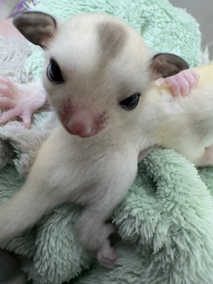 𓄛ハニーモモンガ𓄛 (@Kou_momonga) / Posts / X