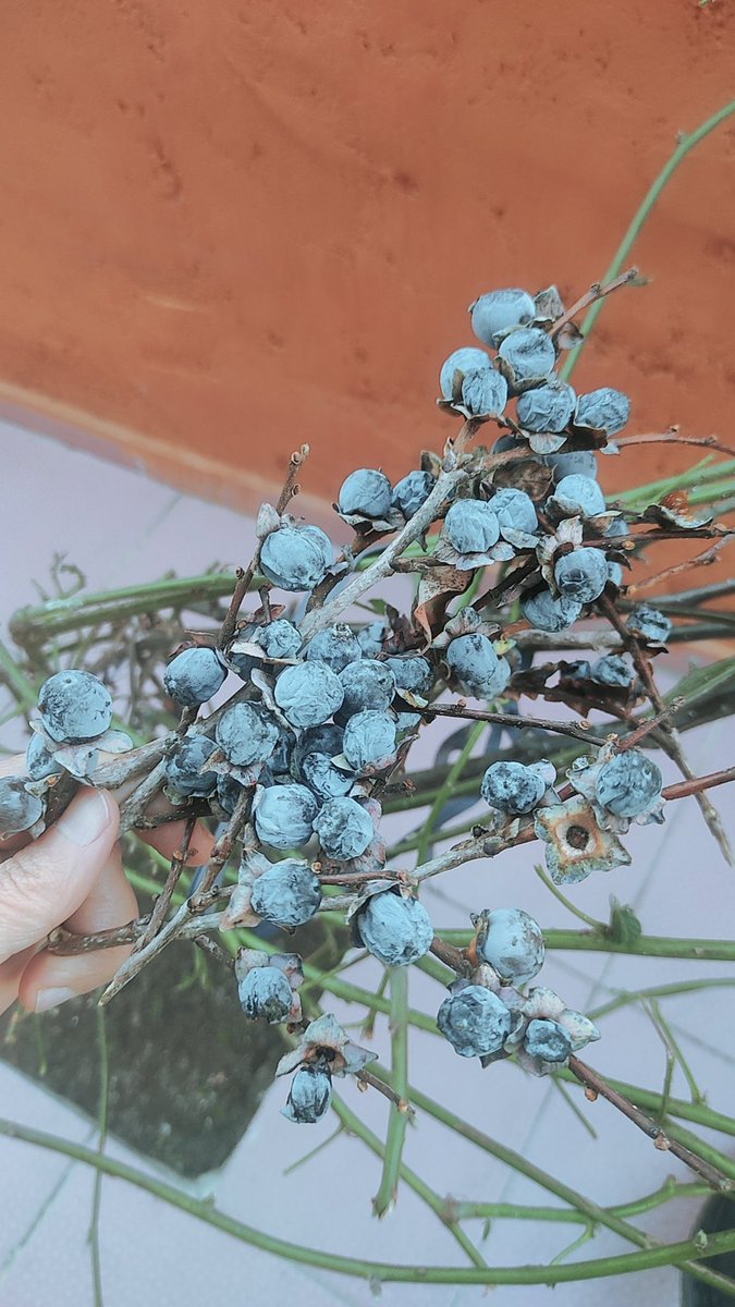 Böyle anormal  meyveleri severim 😁