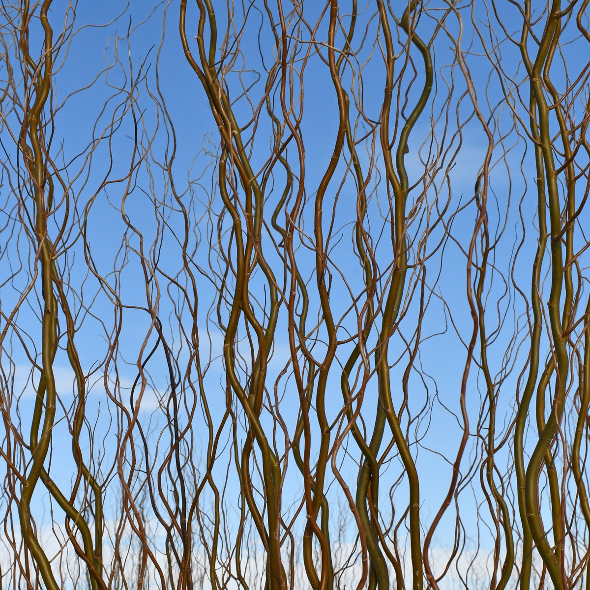 A seasonal staple 🤎✨

Our Curly Willow branches bring soft, sculptural movement to winter and holiday arrangements. 

#branches #colasantifarms #colasantifarmsltd #wholesaleplants #curlywillow