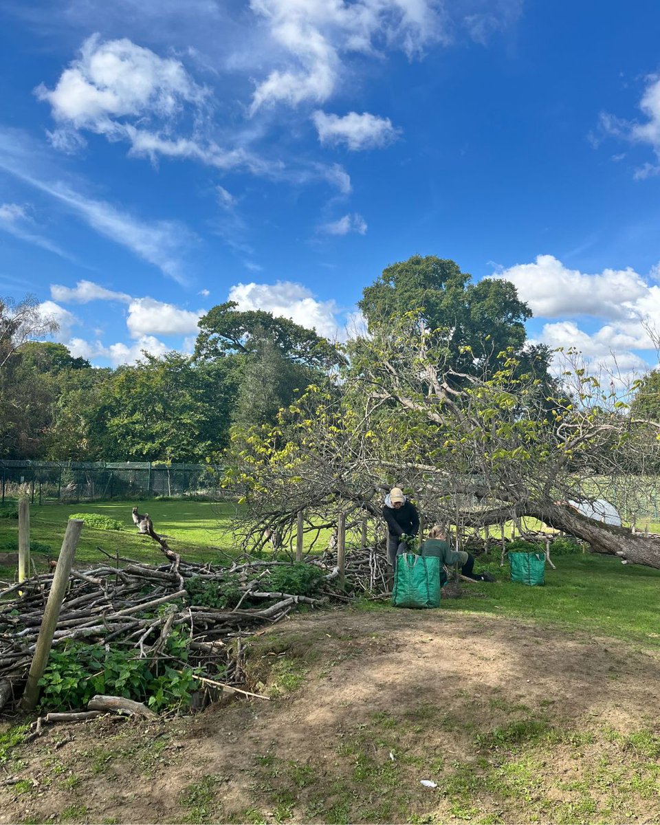 Golders Hill Park Zoo tweet media
