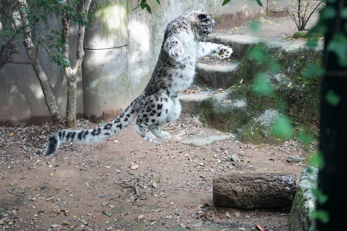 アライグマ (@tus_rscl) / Posts / X