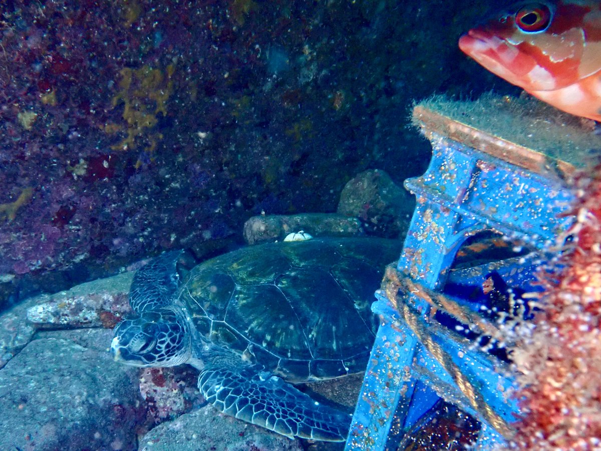 PerfectFreeze's tweet photo. ウミガメしゃにも会えましたし！おすし！
他にも綺麗なお魚いっぱい見れましたしー！おすしー！(≧▽≦) https://t.co/w3y4rPeimK