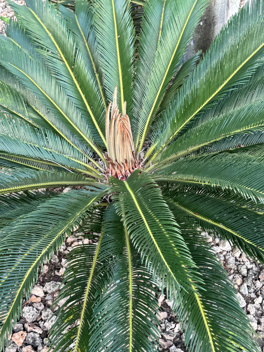 Cycas revoluta