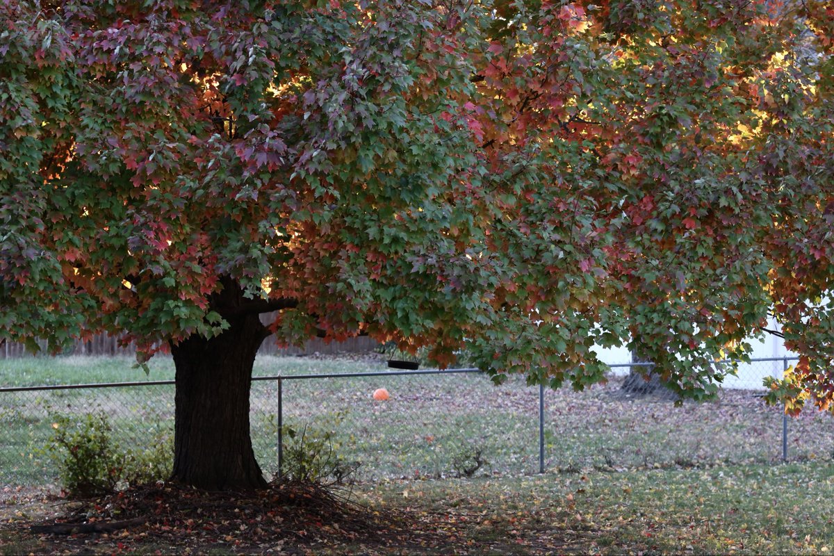 TSAIS (@tsaisusa) on Twitter photo 