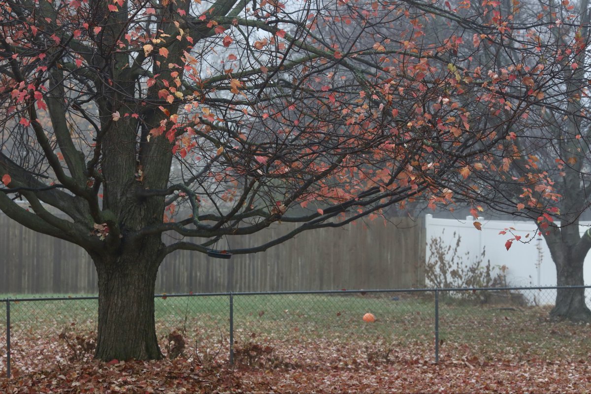 TSAIS (@tsaisusa) on Twitter photo 